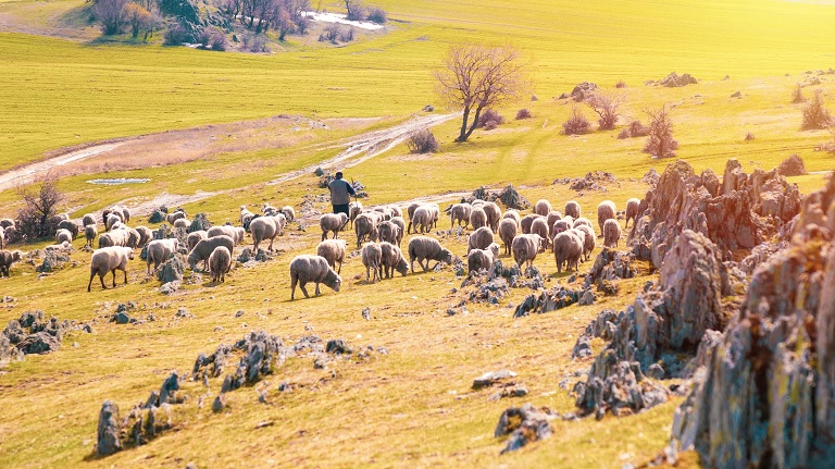 Tombol a pásztorhiány: nem kell az 1000 eurós fizu, sokan inkább külföldre mennek