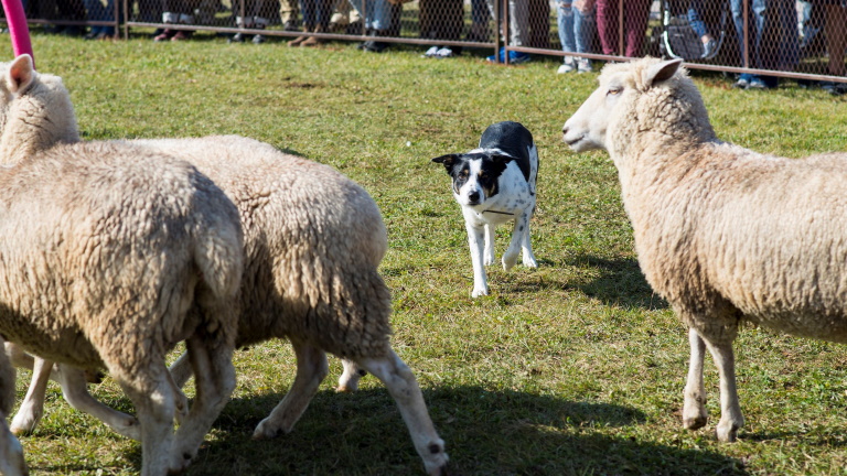 Ilyet még nem láttál: hagyományőrző kutyaversenyt rendeznek az Ormánságban