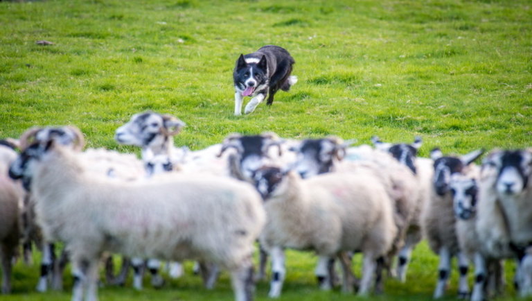Őrület: vagyonokért kelt el egy pásztorkutya egy online árverésen