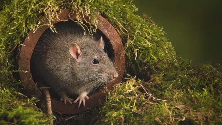 A patkányirtás módszerei: patkányirtás házilag, patkányirtás gázzal, patkány riasztó, az ipari patkányméreg hatása