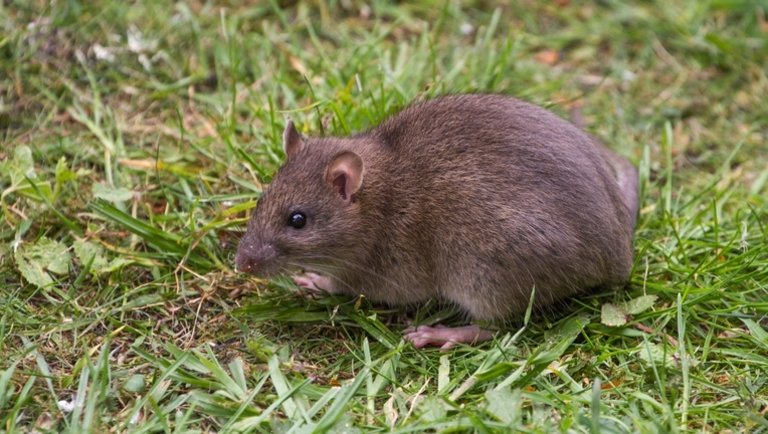 Nyakunkon a patkányinvázió: méreg helyett ezt a védekezési módszert ajánlja a szakértő