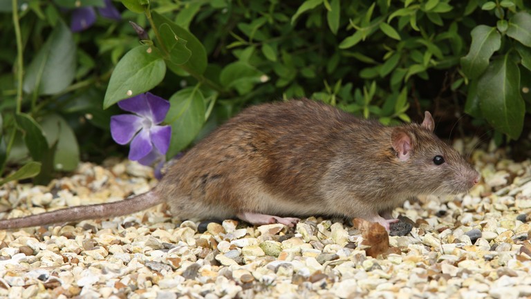 Indul a patkányinvázió: méreg helyett így védekezz a rágcsálók ellen