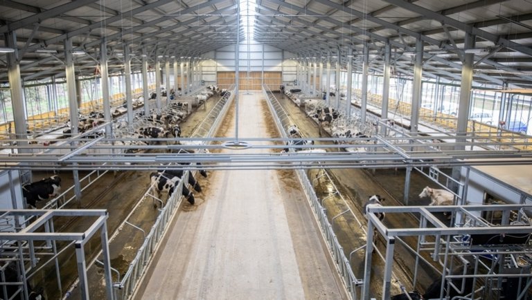 Durván pörög az új mezőhegyesi robotizált tehenészet