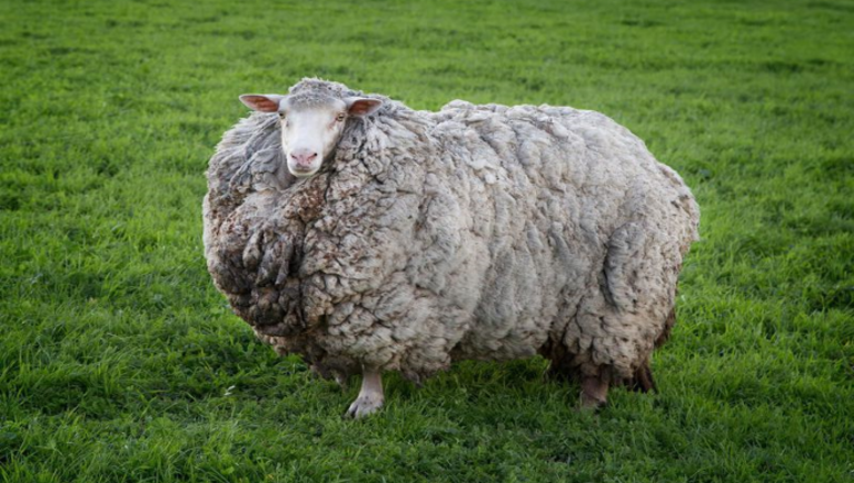 Ez elképesztő: óriási gyapjúfelhőként került elő a rég elveszett bárány