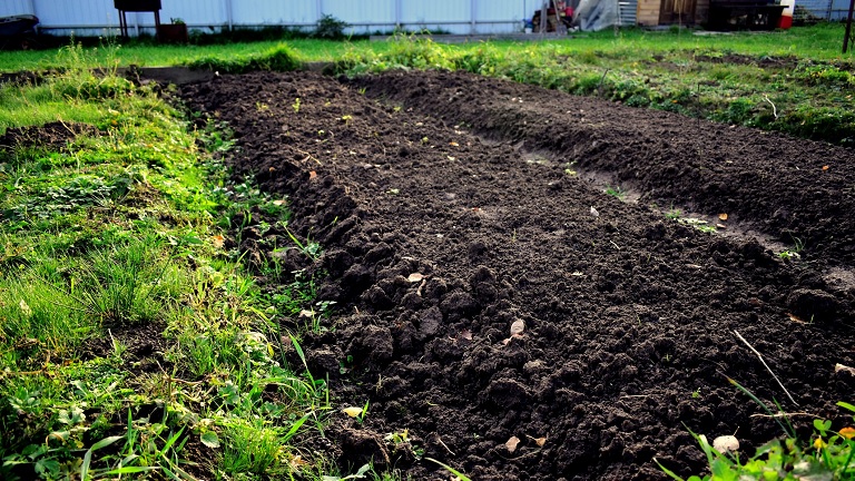 Filléres trükk, ami tényleg működik: így turbózzák fel a talajt az élelmes kertészek