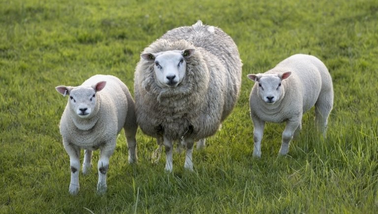 Két éve nem volt ilyen: rekordot döntöttek az európai bárányárak