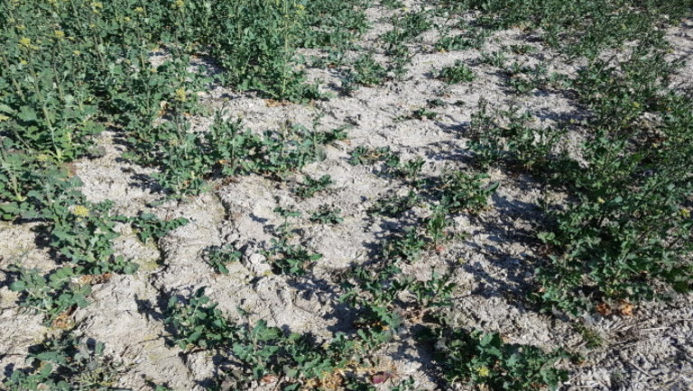 Aggódhatnak a magyar gazdák: óriási károkat okozhat a szárazság a földeken