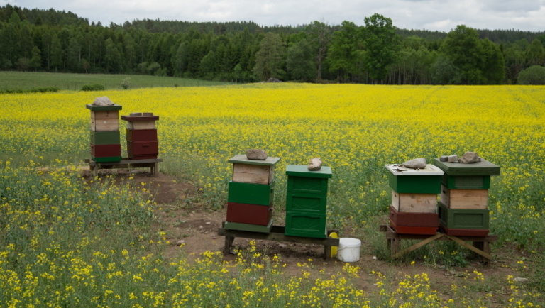 A magyar méhészeket az ág is húzza: méz nincs, de újabb kiadások terhelik őket