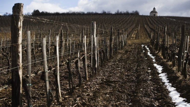 Magyar a világ legdrágább bora: mutatjuk, mi kerül rajta ennyibe