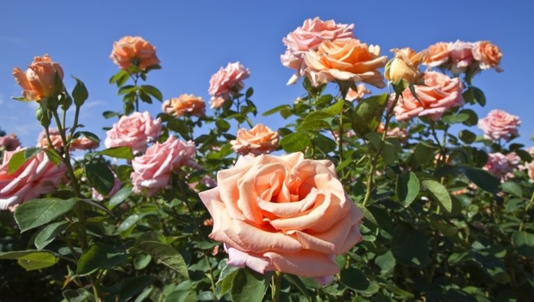 A rózsák gondozása szakszerűen: a rózsa ültetése mikor történjen, melyek a pünkösdi rózsa és a sivatagi rózsa igényei?