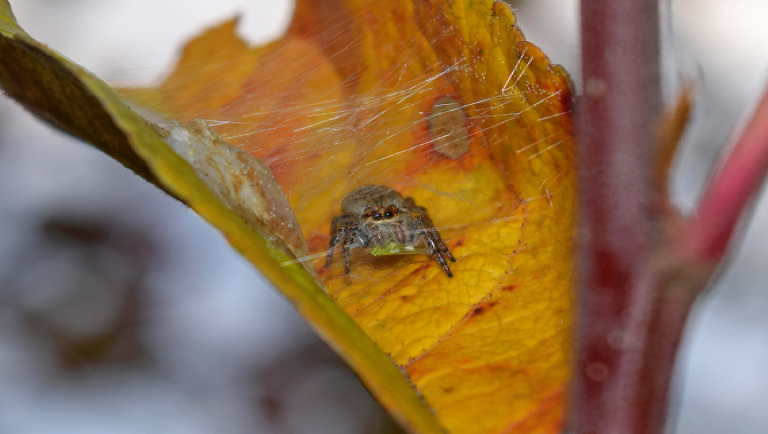 Meglepő felfedezés: egy apró pók segíthet a gyümölcsösökben az alma kártevői ellen
