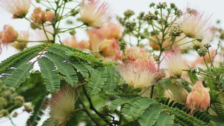 A perzsa selyemakác: mikor virágzik a selyemakác, a selyemakác metszése és gondozása
