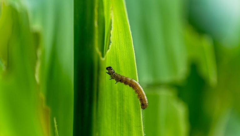 Veszélyes szuperkártevő terjed a kukoricában: milliárdokat költenek a megfékezésére