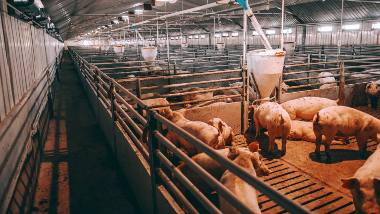 Bedőlhet európai sertésszektor: azonnali beavatkozást sürgetnek a tagállamok