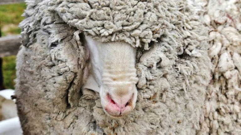 Őrület: négy lábon járó gyapjútömbként került elő egy elveszett juh