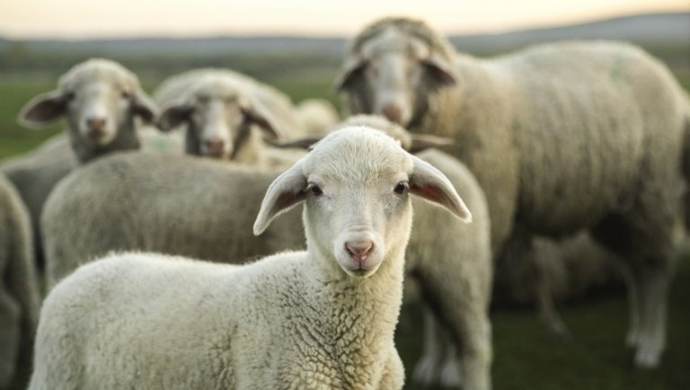 Valami történik a báránypiacon: nem várt fordulatot vettek a felvásárlási árak