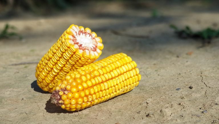 Újdonságaink kukoricában (x)