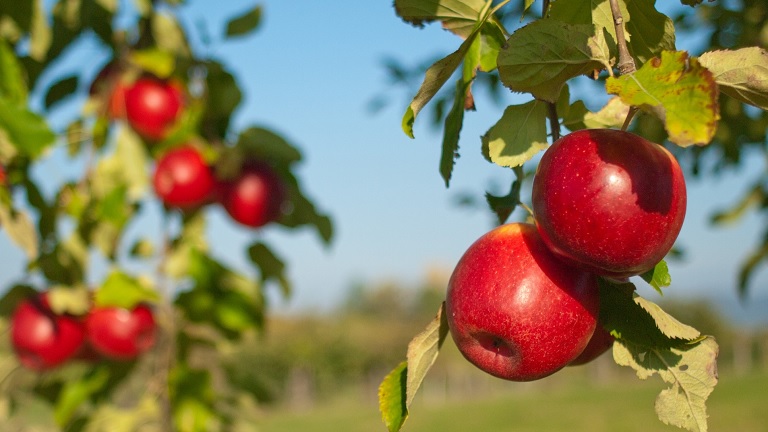 Új őrület hódít Svájcban: egyre többen vesznek ilyen almát a boltokban, piacokon