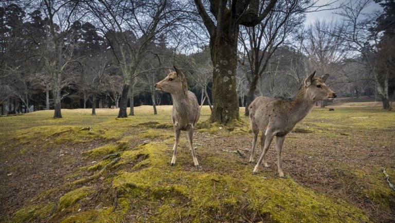 Ettől leesik az állad: így etetik a szarvasokat egy japán parkban