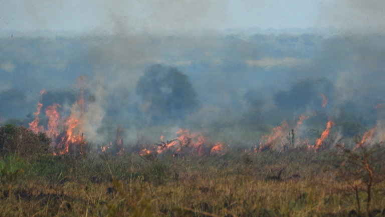 Aggasztó tanulmány: több ezer faj létét fenyegetik világszerte a tűzesetek