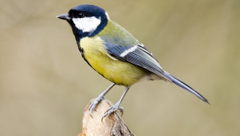 Rengeteg bosszúságot okoznak ezek a madarak: itt a legjobb megoldás ellenük