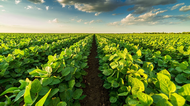 GMO-s szójamagot vetettek két megyében: 400 hektár ültetvényt megsemmisítenek