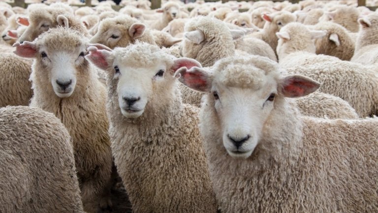 Szokatlan dolgok történnek az európai báránypiacon: ezt már nehéz követni