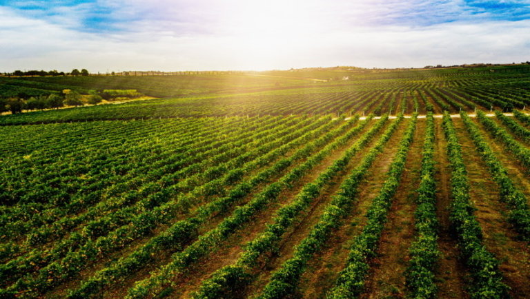 Milliárdos intézkedésekkel segíti az agrártárca a magyar szőlőtermesztőket és borászokat
