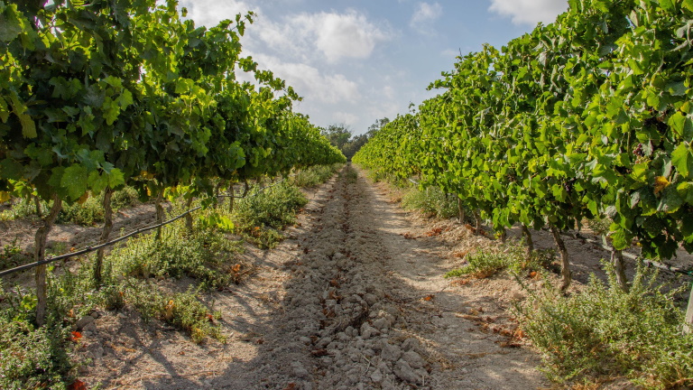 Megtudtuk: több pénzt kap a magyar szőlő- és borágazat, itt vannak a részletek