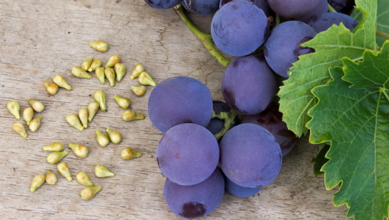 Elképesztő: ki nem találnád, mit sikerült kiolvasniuk a szőlőmagokból a kutatóknak