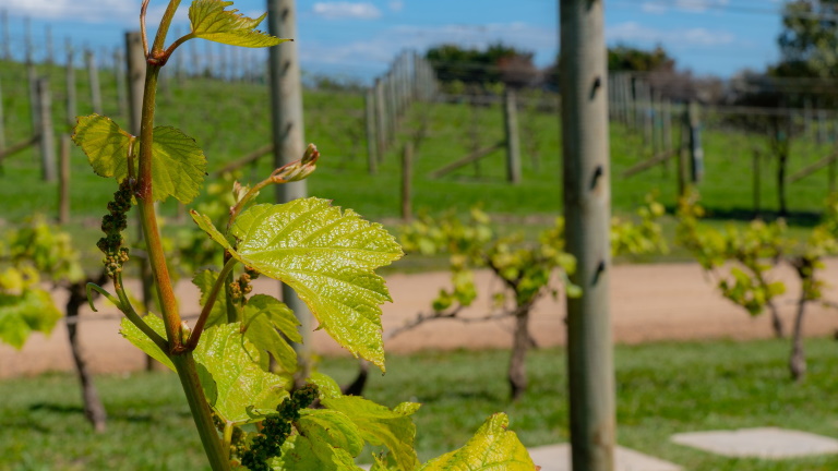 Sokan hibáznak a szőlő őszi telepítésekor: ezeket rontják el a legtöbben