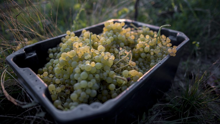 Durva, ami a magyar szőlővel történik: lerántotta a leplet a felvásárlási árakról a gazda