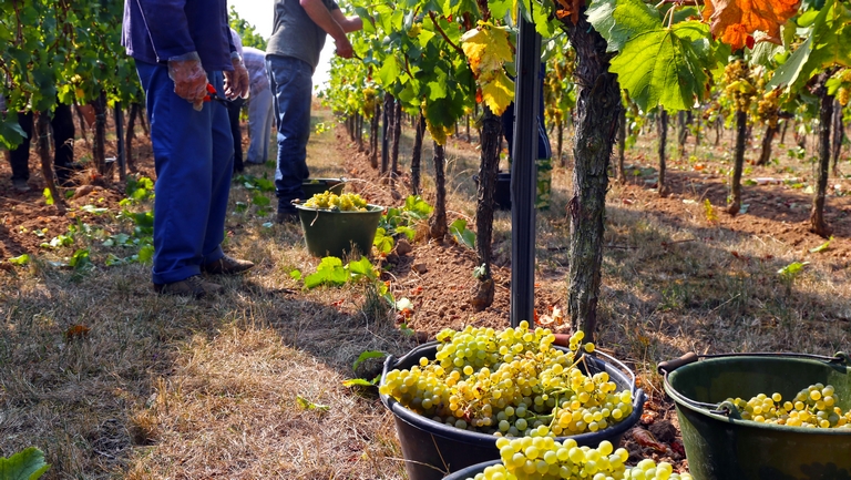 Vallott az államtitkár: így lehet magasabb a szőlő felvásárlási ára Magyarországon