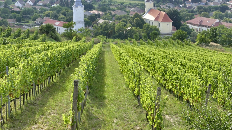Elképesztő, mi történik a magyar szőlőültetvényekkel: és a java még hátra van
