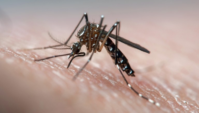 Ez durva: több millió génmódosított szúnyogot engedtek szabadjára