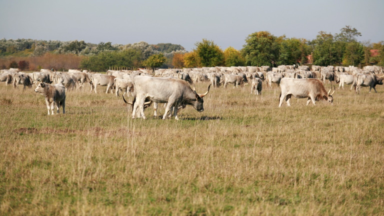 Milliárdos beruházás: hatalmas állattartó telepet adtak át Magyaroszágon