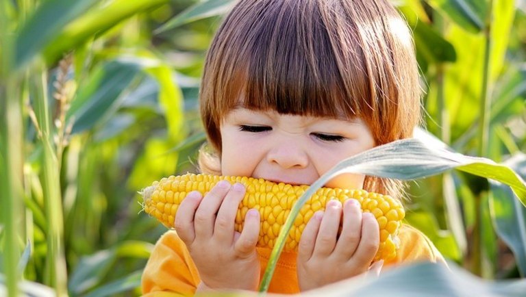 Amerikai farmer: Ahol minden étel alapja a támogatott kukorica