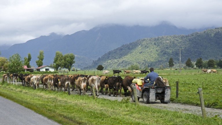 Ne csak termeld add is el: Új-Zéland olyat tud tejiparban, mint Szaúd-Arábia olajban