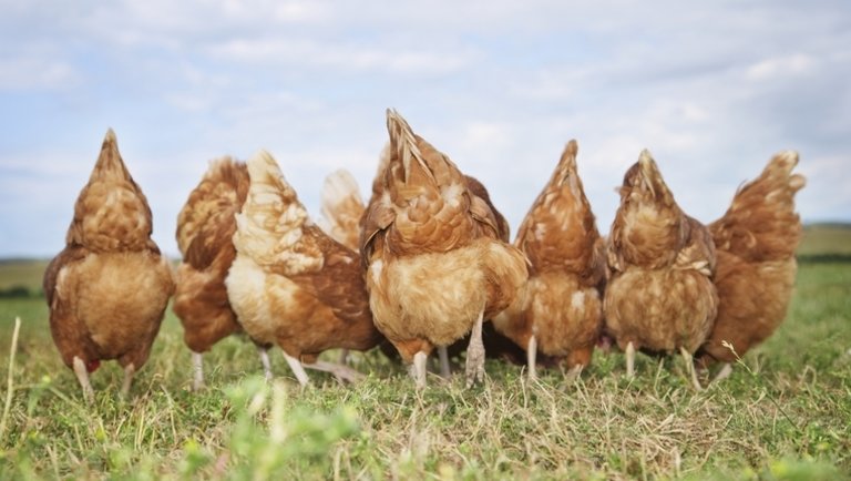 Agrármatek: A csirke egyenlete
