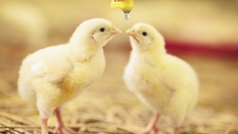 Agrármatek: Miért a 42. napon vágjuk le a csirkét?