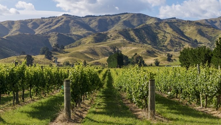 Ne csak termeld, add is el: a Sauvignon Blanc sztori Új-Zélandról