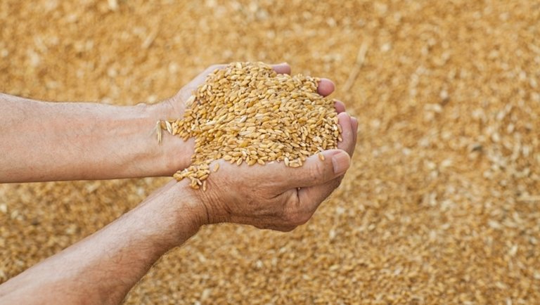 Megjöttek a legfrissebb számok: ennyibe kerül most egy tonna búza és kukorica