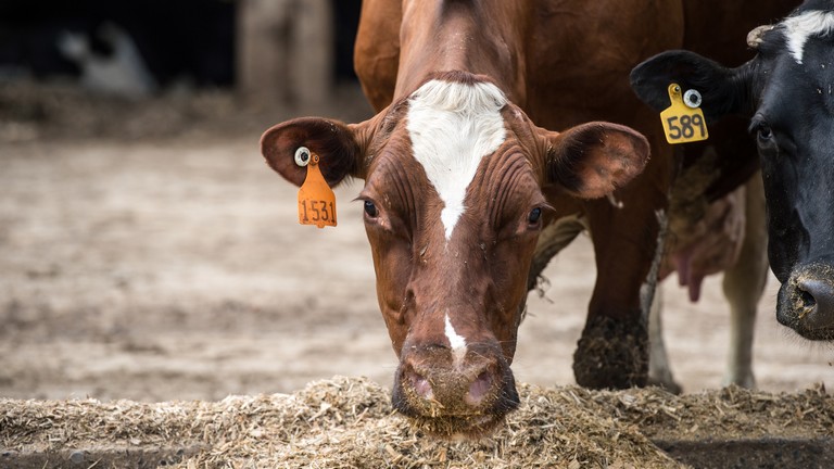 Súlyos döntést hozott az Agrárminisztérium: ez minden magyar állattartót érint