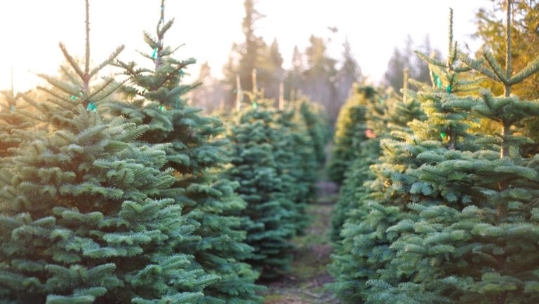 Kiderült: ennyi jár majd hektáronként a karácsonyfa területek után