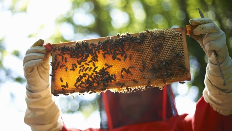 Kiderült: ennyi támogatást kapnak egy év alatt a magyar méhészek