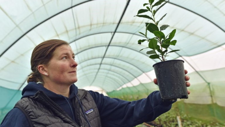 Elképesztő: már Dél-Walesben is termesztik az angolok kedvenc növényét