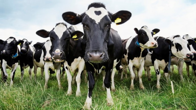 Nem álom többé: szobatisztaságra neveltek szarvasmarhákat a kutatók