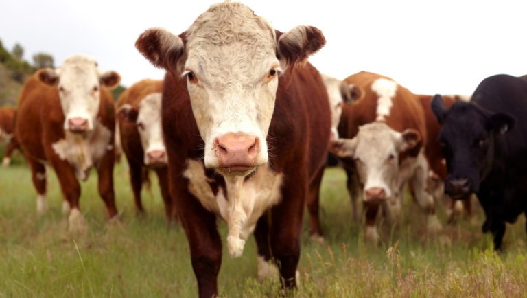 Nem sokat látnak a magyar marhából a hazai vágóhidak: ki nem találnád, hova kerül