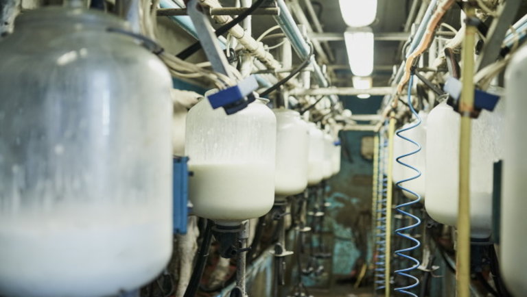 Kiderült, hogyan hatott a magyar tejtermelésre a koronavírus-járvány kitörése
