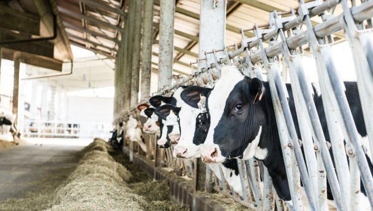 A hazai tejipar helyzetéről beszélgettek a szakemberek